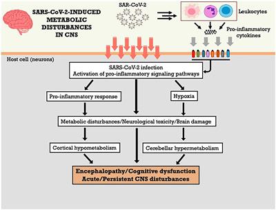 Molecular and cellular mechanisms involved in tissue-specific metabolic modulation by SARS-CoV-2